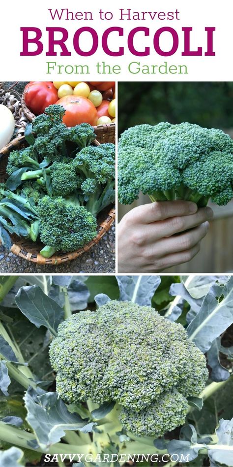 When To Harvest Broccoli, How To Harvest Broccoli, Broccoli Garden, Harvesting Broccoli, Broccoli Flower, Broccoli Plant, Growing Broccoli, Growing Vegetables In Pots, Tenderstem Broccoli