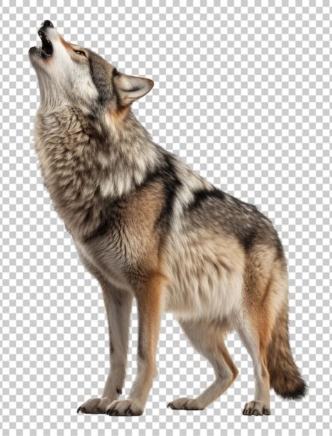 PSD howling wolf isolated on transparent... | Premium Psd #Freepik #psd #howling-wolf #wolf #wildlife #predator Wolf Howl, Wolf Images, Wolf Print, Painting Reference, Wolf Photos, Howling Wolf, Bird Painting, Young Life, Wolf Howling