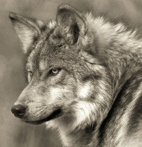 Wolf Close Up, Mexican Wolf, Mexican Gray Wolf, Wolves Howling, Wolf World, Wolf Photography, Wolf Face, Wolf Photos, Wolf Spirit Animal