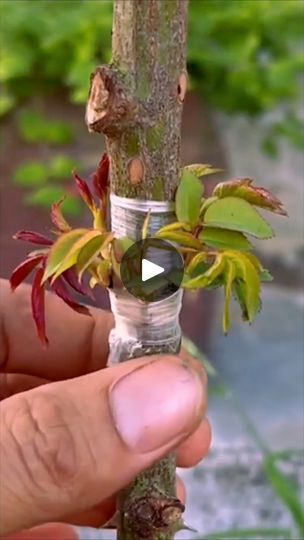 241K views · 2.2K reactions | multiple grafts on the same rose tree | Easy Gardening Techniques | Easy Gardening Techniques · Original audio Grafting Roses, Rose Tree, Gardening Techniques, Rose Trees, Easy Gardening, Diy Garden Projects, Easy Garden, Garden Projects, A Rose