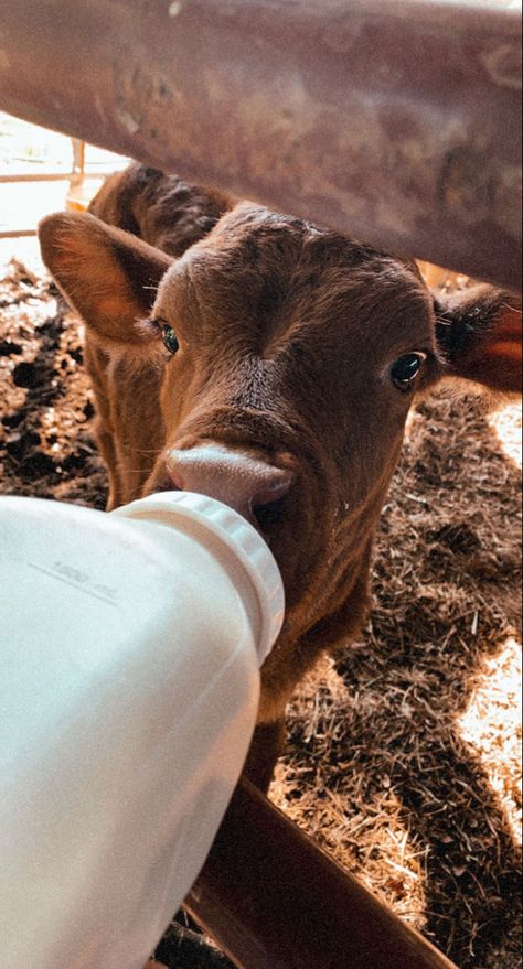 Cattle Farm Aesthetic, Cow Asthetic Picture, Cows Aesthetic, Western Animals, Cow Aesthetic, Southern Aesthetic, Pet Cows, Cow Photos