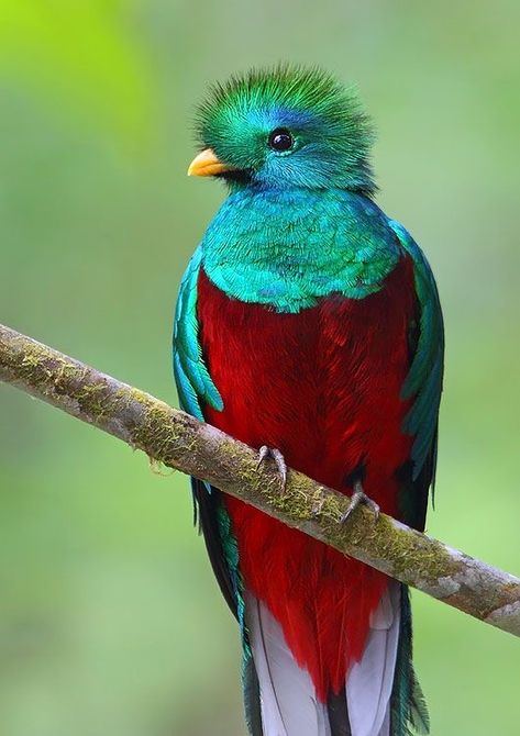 Resplendent Quetzal, Weird Birds, Bird Sitting, Rare Birds, Airbrush Art, Exotic Birds, Bird Pictures, Tropical Birds, Pretty Birds