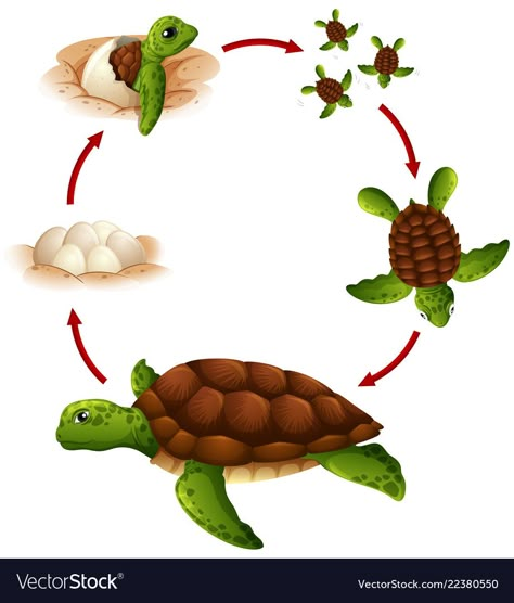 دورة حياة النبات, Animale Marine, Turtle Life Cycle, Animal Life Cycles, Preschool Activities Toddler, Preschool Art Activities, Toddler Learning Activities, Preschool Learning Activities, School Decorations