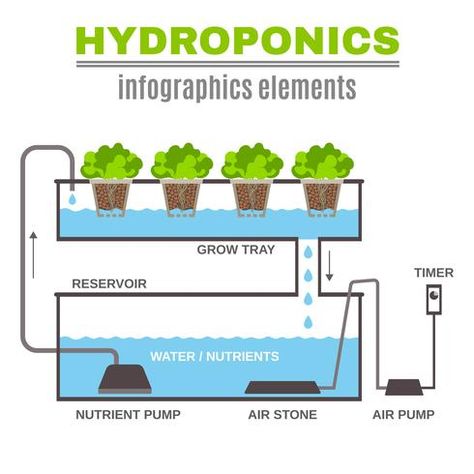 Tanaman Tomat, Aquaponics Diy, Hydroponic Farming, Hydroponics Diy, Hydroponic Growing, Plant Nutrients, Aquaponics System, Hydroponics System, Hydroponic Gardening