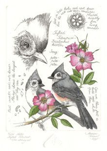 tufted titmouse Things To Draw Sketch, Birding Journal, Botanical Sketchbook, Tufted Titmouse, How To Sketch, Bird Sketch, Nature Sketch, Things To Draw, Draw Sketch