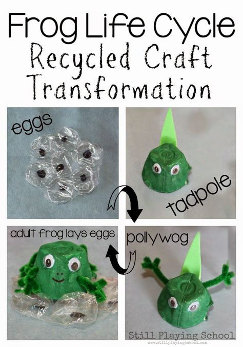 Preschool Frog Life Cycle Recycled Craft Transformation Science for Kids from Still Playing School Frog Life Cycle Craft, Frog Activities, Frog Life Cycle, Life Cycle Craft, Animal Life Cycles, Life Cycles Activities, Lifecycle Of A Frog, Frog Life, Frog Theme