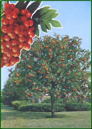 mountain ash tree picture Mountain Ash Tree, Sorbus Aucuparia, Shakespeare Garden, Tree Mountain, Tree Pictures, Rowan Tree, California Mountains, Witch Garden, Mountain Ash