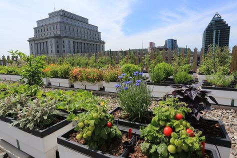 Spectacular Rooftop Gardens: These sky-high urban green spaces and edible gardens will grow on you. Pergola Shade Diy, Garden Ideas To Make, Rooftop Gardens, Garden Architecture, Garden Pictures, Rooftop Garden, Roof Garden, Green Roof, Growing Food