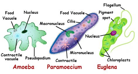 Association: unicellular pond water organisms Amoeba: locomotion ~ pseudopod Paramecium: locomotion ~ cilia Euglena: locomotion ~ flagellum Unicellular And Multicellular Organisms, Unicellular Organisms, Endomembrane System, Nutrition In Plants, Middle School Bulletin Boards, Prokaryotic Cell, Cell Theory, Eukaryotic Cell, Science Boards