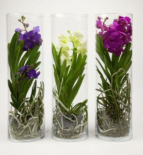 Orchids In Glass Containers, Orchid Terrarium, Plant In Glass, Orchid Flower Arrangements, Orchid Seeds, Orchid Species, Growing Orchids, Container Gardening Flowers, Orchids Garden