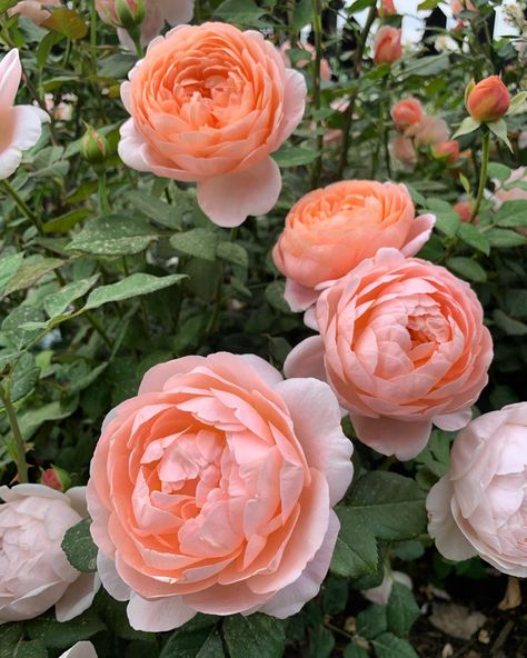 ‘Ambridge Rose’ ✨ I can feel the warmth of a summer day just by looking at this beauty. ☀️ - Garden Answer Roses Climbing, Old English Roses, Gorgeous Plants, Garden Answer, Coral Garden, Types Of Roses, Cut Flower Garden, Rose Bush, Garden Landscape Design