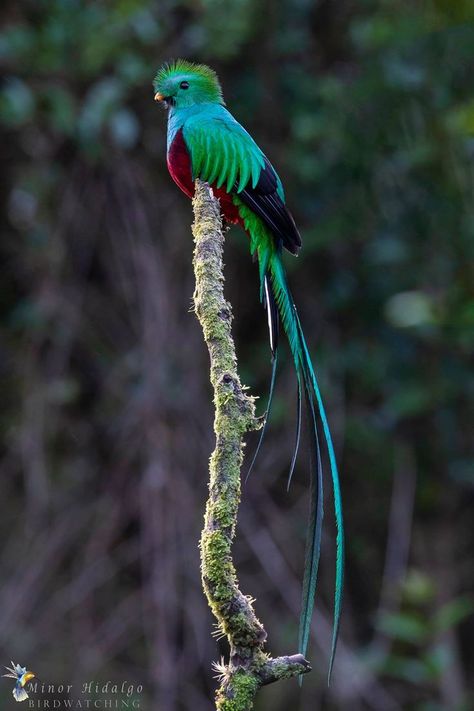 Resplendent Quetzal (Pharomachrus mocinno), Paraiso del Quetzal lodge Quetzal Tattoo, Resplendent Quetzal, Jungle Birds, Animal Jungle, Nocturnal Birds, Beast Creature, Rare Species, Most Beautiful Animals, Types Of Animals