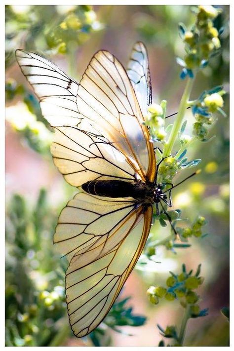 On The Wings Of Love, Papillon Butterfly, Moth Caterpillar, Beautiful Bugs, Butterfly Pictures, Arthropods, Black Butterfly, White Butterfly, Butterfly Garden