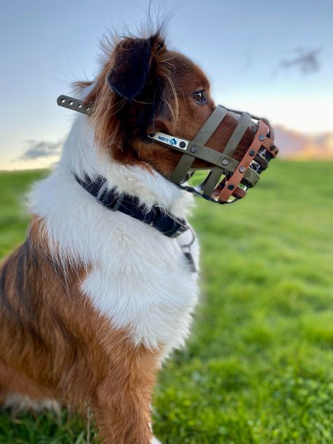 Dog Muzzles, Dog Muzzle, Dog Boutique, Bad Dog, Dog Gear, Zoom Call, Dog Wear, Dogs Of The World, Dog Trainer