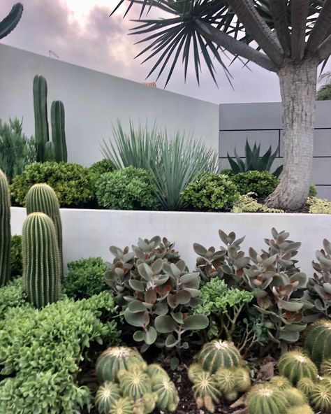 Palm Tree And Succulent Garden, Dragon Tree Landscape, Palm Springs Garden Australia, Beach Landscaping, Outdoor Cactus, Palm Springs Garden, Pool Gardens, Kerb Appeal, Palm Garden