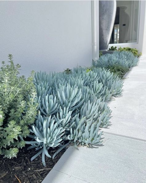 Westringia ~ Blue Chalksticks Coastal Landscaping Ideas, Australian Garden Design, Coastal Landscaping, Succulent Landscape Design, Soil Conditioner, Front Garden Design, Landscaping Inspiration, California Garden, Dry Garden