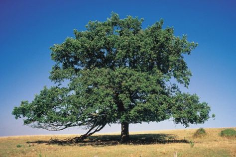 What Trees Absorb the Most Carbon Dioxide? | Hunker Bur Oak Tree, Buckeye Tree, Backyard Flowers Beds, African Tree, Burr Oak, Carbon Sequestration, Bald Cypress, Live Oak Trees, Backyard Flowers