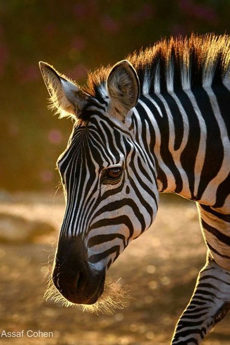 Animal Photo Reference, Animal Reference Photos, African Animals Photography, Plains Zebra, Regard Animal, Nature Makeup, Zebra Painting, Animal Photography Wildlife, Wild Animals Photography