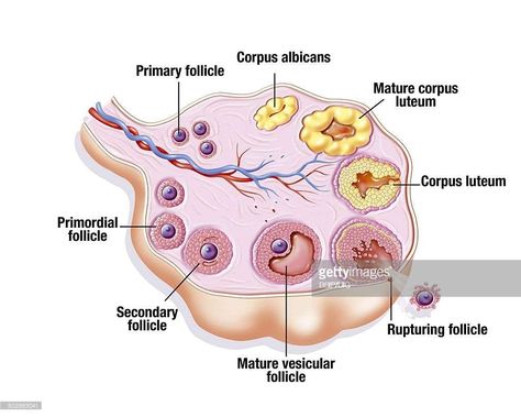 Ovarian-Cycle Hyperinsulinemia Diet, Ovarian Cycle, Human Body Diagram, Molecular Genetics, Body Diagram, Writing Paper Printable Stationery, Female Reproductive System, Writing Paper Printable, Human Body Parts