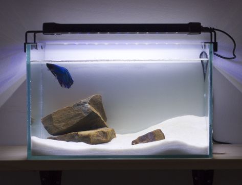 Betta need 2.5+ gallons, a place to hide, temperatures of 72-80 degrees Fahrenheit, and a filter. This doesn't provide any of those. Minimalist Aquarium, Hardscape Aquarium, Fish Aquarium Decorations, Saltwater Aquarium Fish, Fish Tank Design, Aquascape Design, Fishing Room, Diy Aquarium, Betta Tank