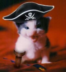 awwwwwe (: Pirate Cat, Funny Cat Photos, Cat Costumes, Pet Costumes, Funny Animal Pictures, Animal Planet, Cuteness Overload, Cat Photo, Beautiful Creatures