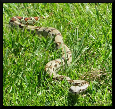 Snake in the Grass Grass Snake, Snake In The Grass, Number 6, The Grass, Motion Graphics, Random Stuff, Motion, Tattoos, Animals