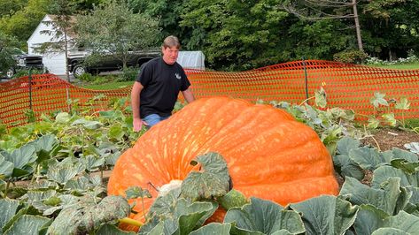 Giant Pumpkin Growing, Atlantic Giant Pumpkin, Growing Giant Pumpkins, How To Grow Giant Pumpkins, Squash Planting, Giant Vegetable, Planting Pumpkins, Large Pumpkins, Giant Pumpkin