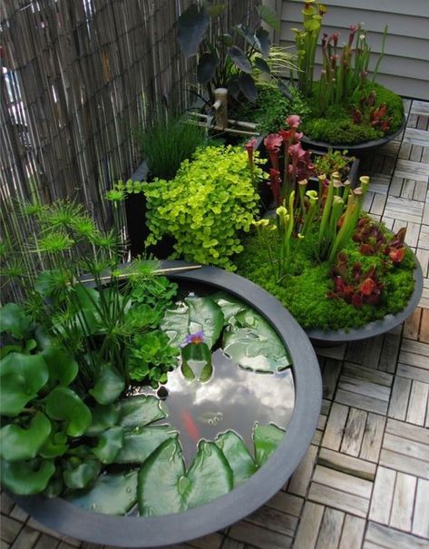 Balcony Pond, Small Garden Inspiration, Container Water Gardens, Private Backyard, Pond Ideas, Landscaping Inspiration, Perfect Backyard, Pond Design, Ponds Backyard