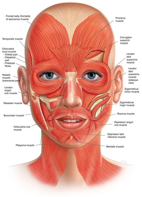 How Does Facial Reflexology Make You More Beautiful? – Wellness Unlocked Muscles, Face Anatomy, Facial Features, Anatomy, Facial, Skin