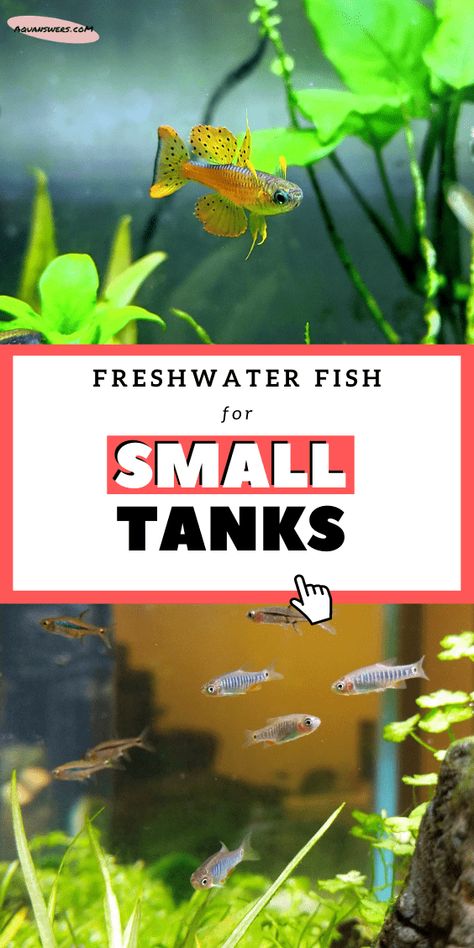 3 Gallon Fish Tank, Fish For Beginners, 5 Gallon Aquarium, 10 Gallon Fish Tank, Fish Tank Themes, Ikan Air Tawar, Fish Tank Terrarium, Small Fish Tanks, Tropical Fish Tanks