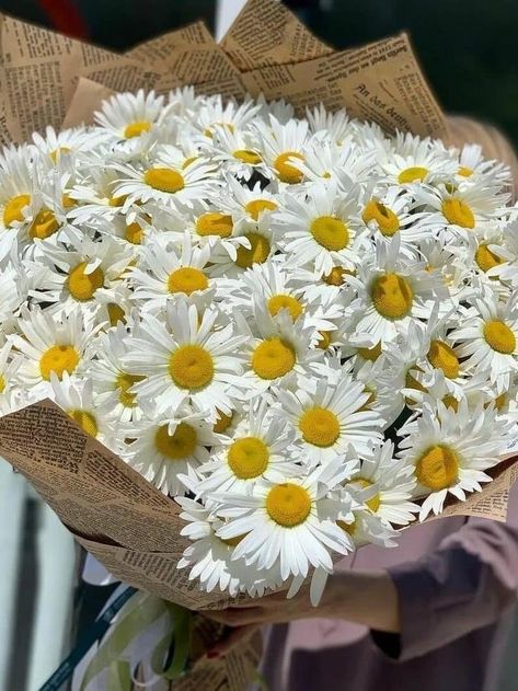 Daisy Flowers Bouquet, Daisies Bouquet, Prettiest Flowers, Skeleton Flower, Sunflowers And Daisies, White Chrysanthemum, Daisy Bouquet, Nothing But Flowers, White Daisies