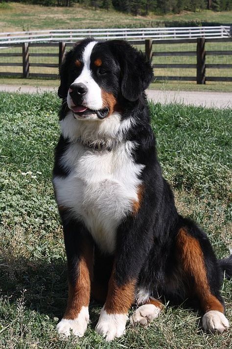 Burmese Mountain Dog Puppy, Burnese Mountain Dog, Berner Dog, Burmese Mountain Dogs, Bernese Dog, Bernese Mountain Dogs, Bernese Mountain Dog Puppy, Huge Dogs, D Angelo