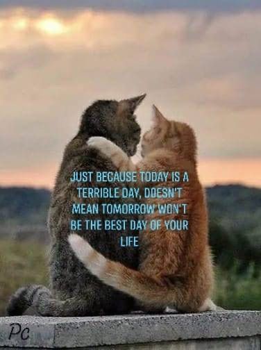 Pin by Leeda Patrick on Cats & Kitten love | Cat quotes, Animal quotes, Funny animals Animal Quotes Funny, Love Cat, Kitten Love, Cat Quotes, Animal Quotes, Quotes Funny, Just Because, Funny Animals, Funny