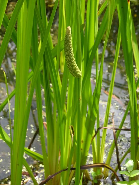 Acorus calamus (Sweet Flag) | North Carolina Extension Gardener Plant Toolbox Bog Garden, Planting Calendar, Bush Craft, Simple Leaf, Plant Problems, Pond Plants, Plant Delivery, Rain Garden, Herbaceous Perennials