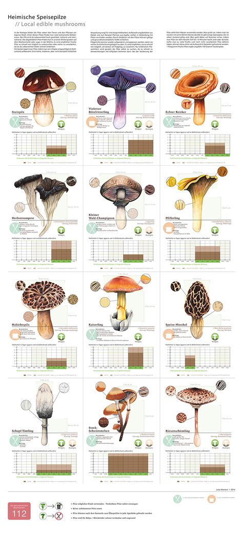 Local Edible Mushrooms on Behance Planning Sport, Growing Mushrooms At Home, Botanical Sketchbook, Mushroom Pictures, Mushroom Cultivation, Edible Mushrooms, Natural Ecosystem, Mushroom Fungi, Mushroom Art