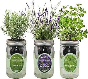 Jar Herb Garden, Windowsill Herb Garden, Herb Growing, Mason Jar Herbs, Mason Jar Herb Garden, Herb Garden Pallet, Herb Garden Kit, Hydroponic Growing, Greenhouse Plants