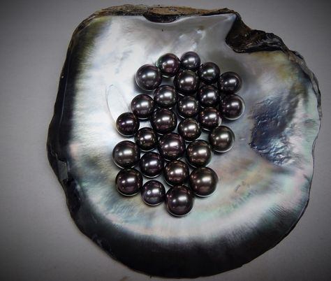 Black Pearls Jewelry, Dark Pearl, Black Pearls, Black Pearl Aesthetic, Dark Pearl Aesthetic, Black Pearls Aesthetic, Luxury Black Pearl Jewelry, Ocean-inspired Pearl Shell With Pearl Drop, Pearl Aesthetic