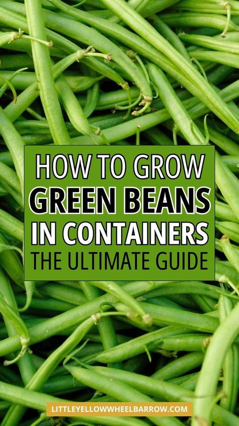 How to grow green beans in containers - the easy way! If you have a small space for your vegetable garden you should plan to plant and grow green beans in a pot or container. This is a step by step guide for planting and growing green beans in containers. Simple and easy container vegetable gardening tips to help you grow lots of yummy and healthy green beans. The top ways to grow green beans in pots and containers. Planting Green Beans, Grow Green Beans, Container Vegetable Gardening, Healthy Green Beans, Growing Green Beans, Growing Beans, Small Trellis, Bucket Gardening, Bean Plant