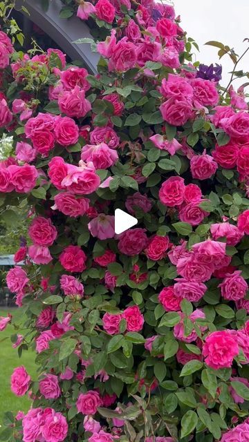 Katy Banks on Instagram: "The amazing rose arch of my rose bestie @rosemama20 featuring Zepherine Drouhin or “Zephy” as she calls it🩷 and Eden which is much easier to spell😂. If you don’t follow her you’re missing out!😍😍😍 . . . #climbingroses #pinkroses #rosegardens #rose #roselover #instarose #rosestagram #9vaga9 #baraiegram #instagarden #rosesinmygarden #cottagegardenstyle #gardenrose #RomanticRoses #RoseGarden #englishgardenstyle #jardinage #jardin #jardinera #BeautifulRoses #roseladykaty #rosehillarlington" English Garden Style, Rose Arch, Eden Rose, Rose Hill, Climbing Roses, Romantic Roses, Rose Garden, May 20, Beautiful Roses