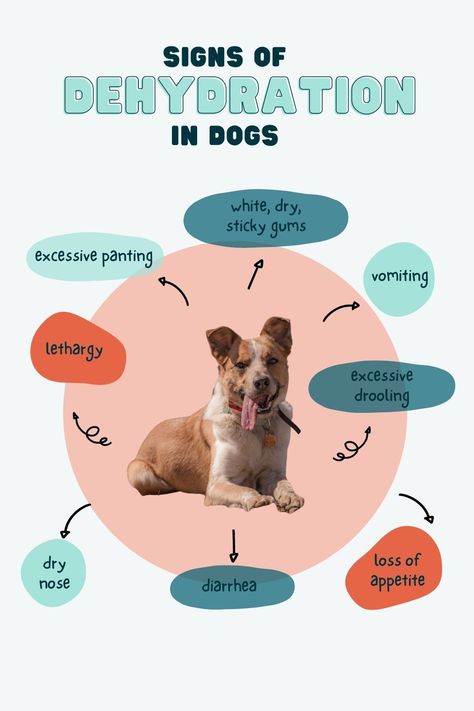 Summer hiking means that dogs can become dehydrated more easily. Learn how to recognize the symptoms of dehydration in dogs to take the necessary actions to prevent an emergency situation. Dog Content Ideas, Pet Infographic, Dogs Infographic, Symptoms Of Dehydration, Animal Tips, Dog Infographic, Dog Marketing, Pet Branding, Dog Wellness