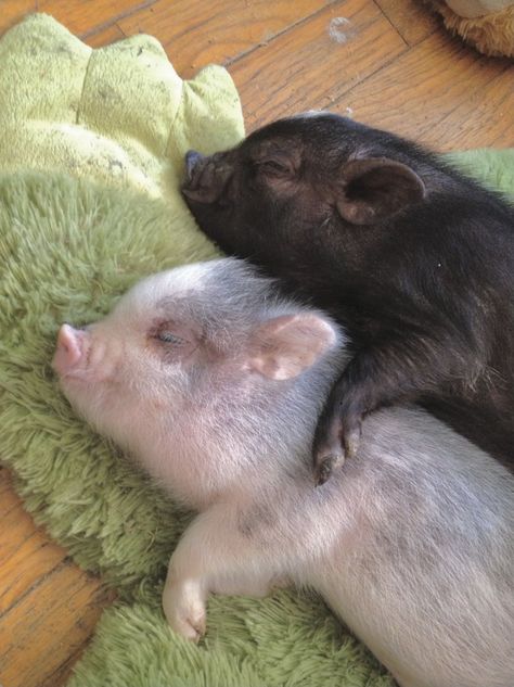 Charming mini piglets. Moon Pics, Micro Pigs, Teacup Pigs, Cute Piglets, Mini Pigs, Night Messages, Cute Piggies, Pet Pigs