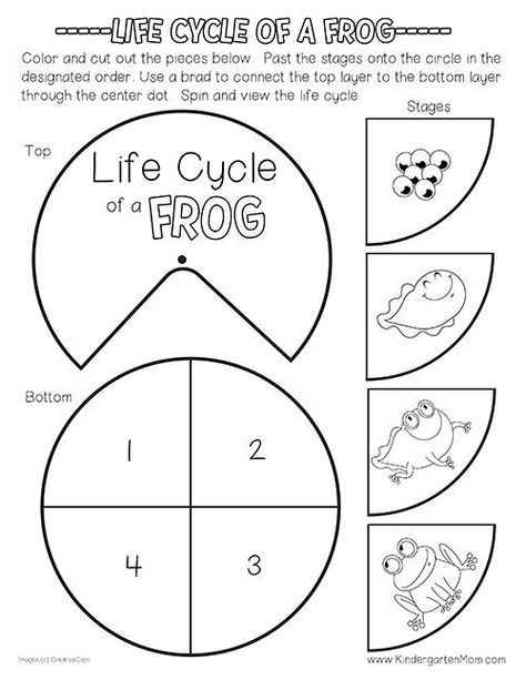 Frog Life Cycle Printables - Kindergarten Mom Frog Life Cycle Craft, Frog Life Cycle Activities, Kindergarten Mom, Life Cycles Kindergarten, Frogs Preschool, Life Cycles Preschool, Life Cycle Of A Frog, Frog Activities, Frog Life Cycle