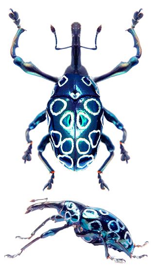 Alcicodea sp. Blue Insects, Strange Insects, Pretty Bugs, Beetle Scarab, Strange Animals, Cool Insects, Beetle Insect, Cool Bugs, Bug Art