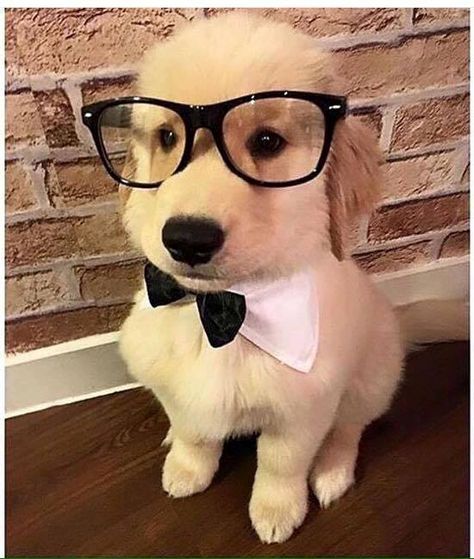 Why does this puppy remind me of....Mr. Peabody and Sherman? Chien Golden Retriever, 골든 리트리버, Golden Puppy, Cute Little Puppies, Golden Retriever Puppy, Retriever Puppy, Cute Dogs And Puppies, 가을 패션