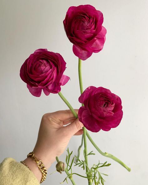 Deep Pink Flowers, Pink Ranunculus, Dark Pink Flowers, Magenta Flowers, Fruit Flowers, Flower Therapy, Pretty Plants, Bunch Of Flowers, Flowers Nature