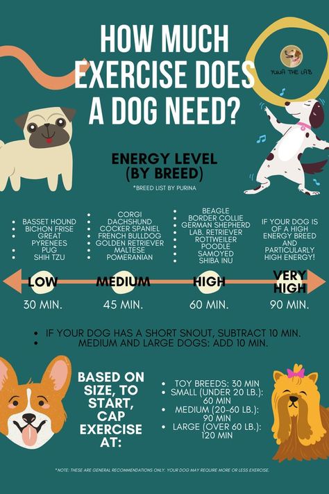 Friend Advice, Dog Advice, Dog Wellness, Tick Prevention, Dog Health Tips, Dog Exercise, Leash Training, Exercise Routines, Dog Brain