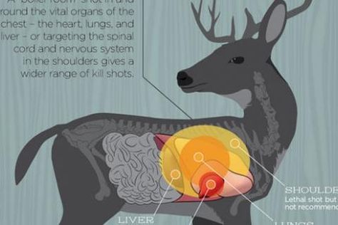 Where to Target Your Deer Shot (infographic) | Bass Pro Shops Deer Shot, Deer Hunting Tips, Heart And Lungs, Hunting Tips, A Deer, Camping Survival, Deer Hunting, Lungs, Survival Skills