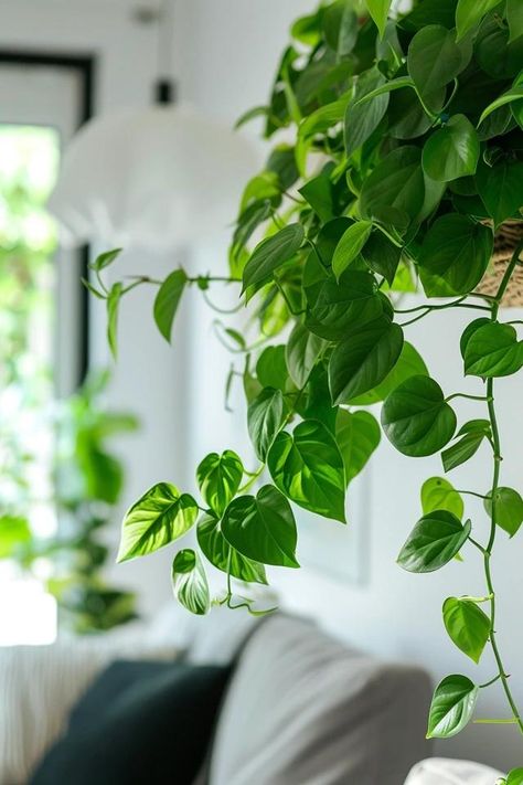 Creative Pothos Climbing Ideas for Lush Spaces Pothos Climbing Ideas Bedroom, Pothos Wall Climbing, Hanging Pothos Plant Decor, Pothos Climbing, Pothos Plant Wall Decor, Climbing Pothos, Pothos Climbing Ideas, Pothos Plant Growing Up Wall, Hanging Pothos