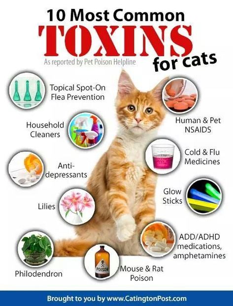 toxic for cats | cat health Katt Grejer, Cat Health Problems, Cat Health Care, Cat Language, Cat Hacks, Cat Care Tips, Kitten Care, Cat Parenting, Cat Behavior