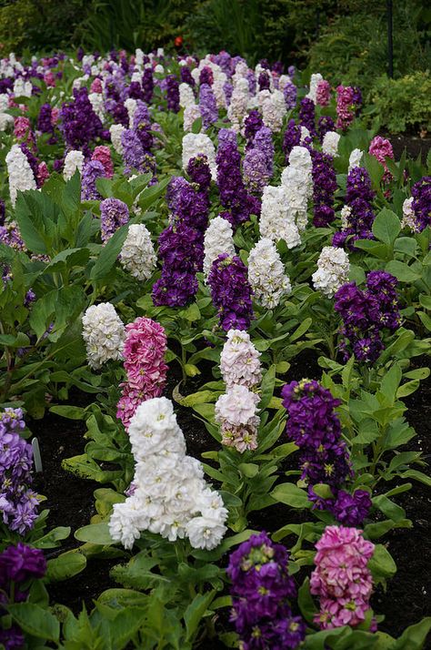 Matthiola (Stock)   Levkojen   Gillyflower Stock Flower Garden, Matthiola Flower, Matthiola Incana, Floral Design Classes, Flower Identification, Diy Garden Fountains, Stock Flower, Line Flower, Purple Tulips